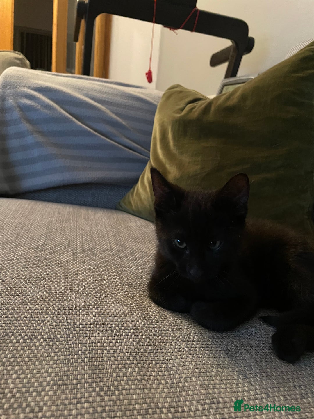 Mixed Breed cats for sale: FREE kitten  - Image 2