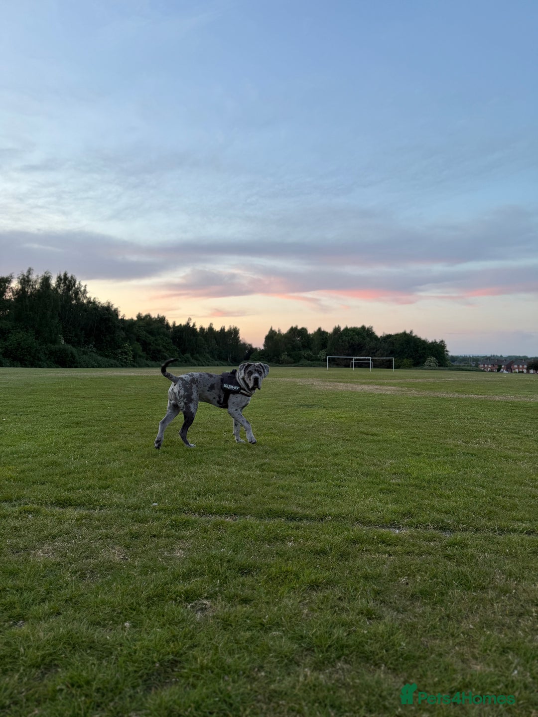 Cane Corso dogs for sale: Cane corso for Re-homing - Image 9