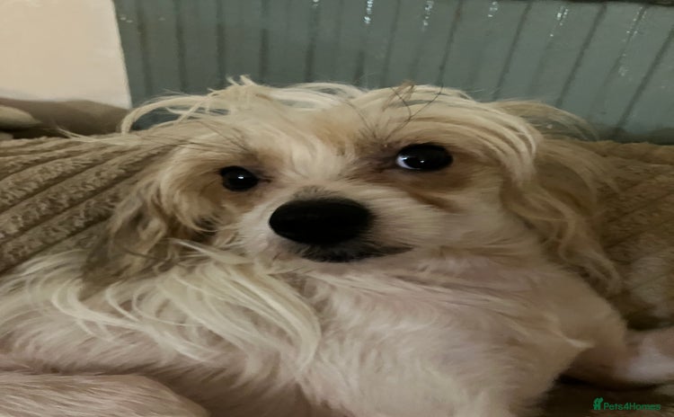 Chinese Crested dogs - Advert 1