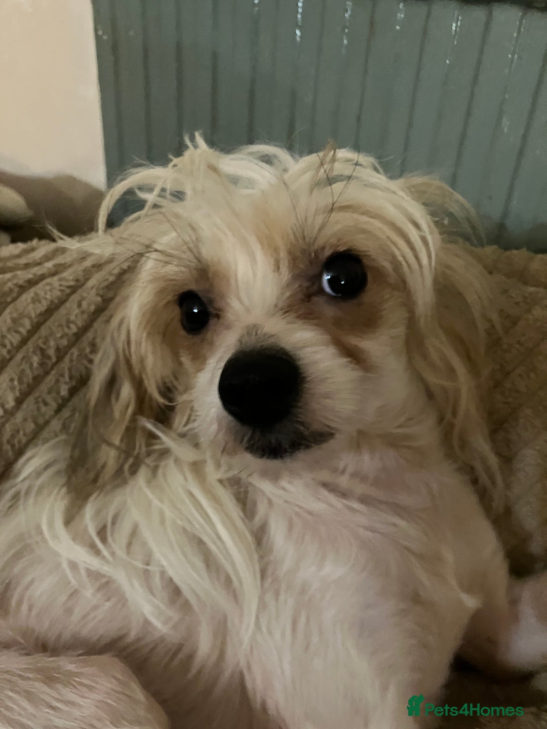 Chinese Crested dogs for sale: Chinese crested boy - Advert 1