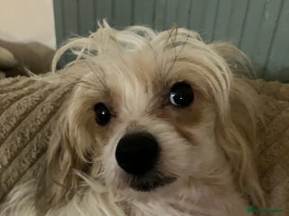 Chinese Crested dogs - Advert 2