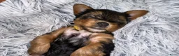 Yorkshire Terrier dogs for sale: 🐶 💖Pedigree Yorkshire Terrier Puppies💖 🐶 - Advert 35