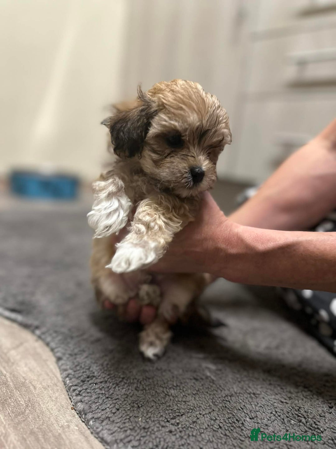 Maltipoo dogs for sale: MALTIPOO 🥰🥰 READY TO LEAVE  - Advert 20