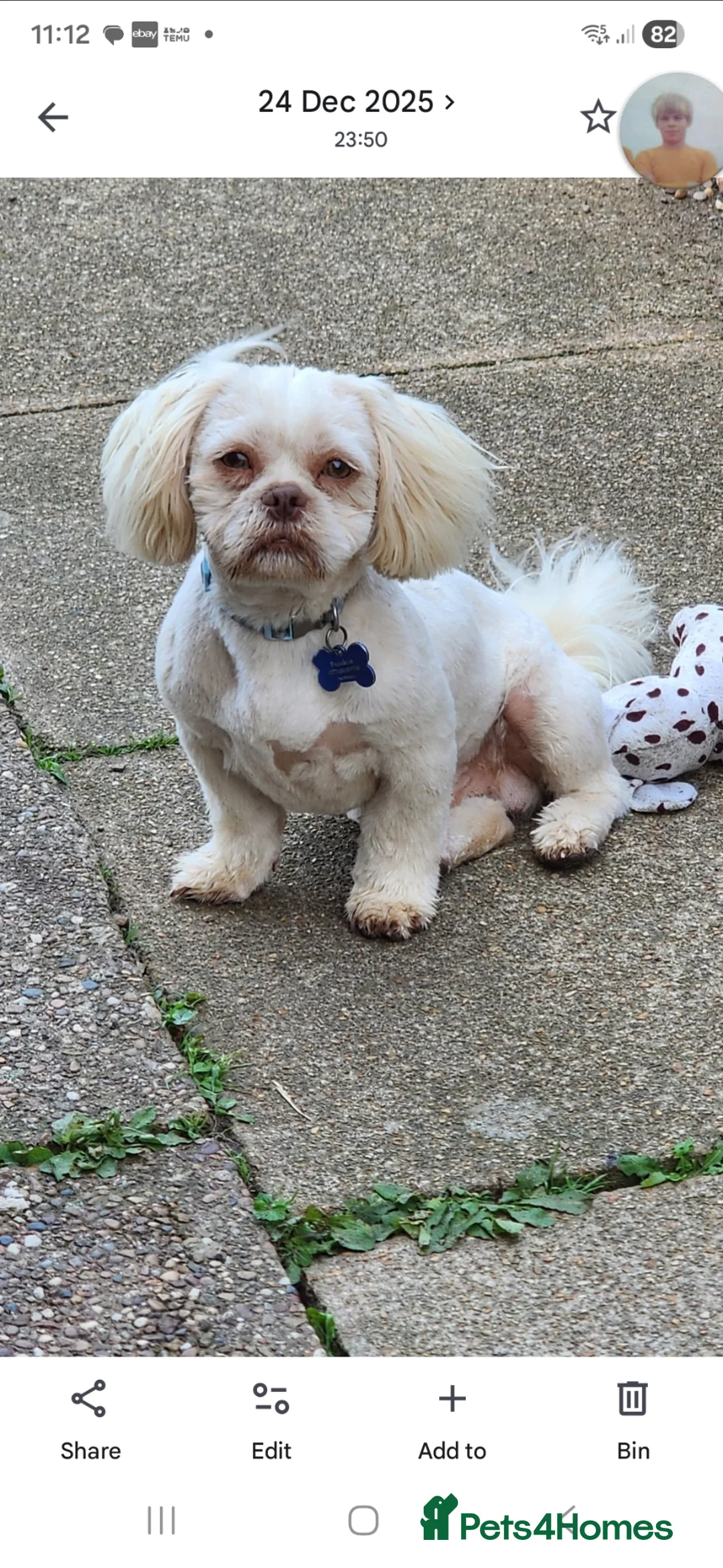 Shih Tzu dogs for stud: Stud Dog in Skegness - Advert 2