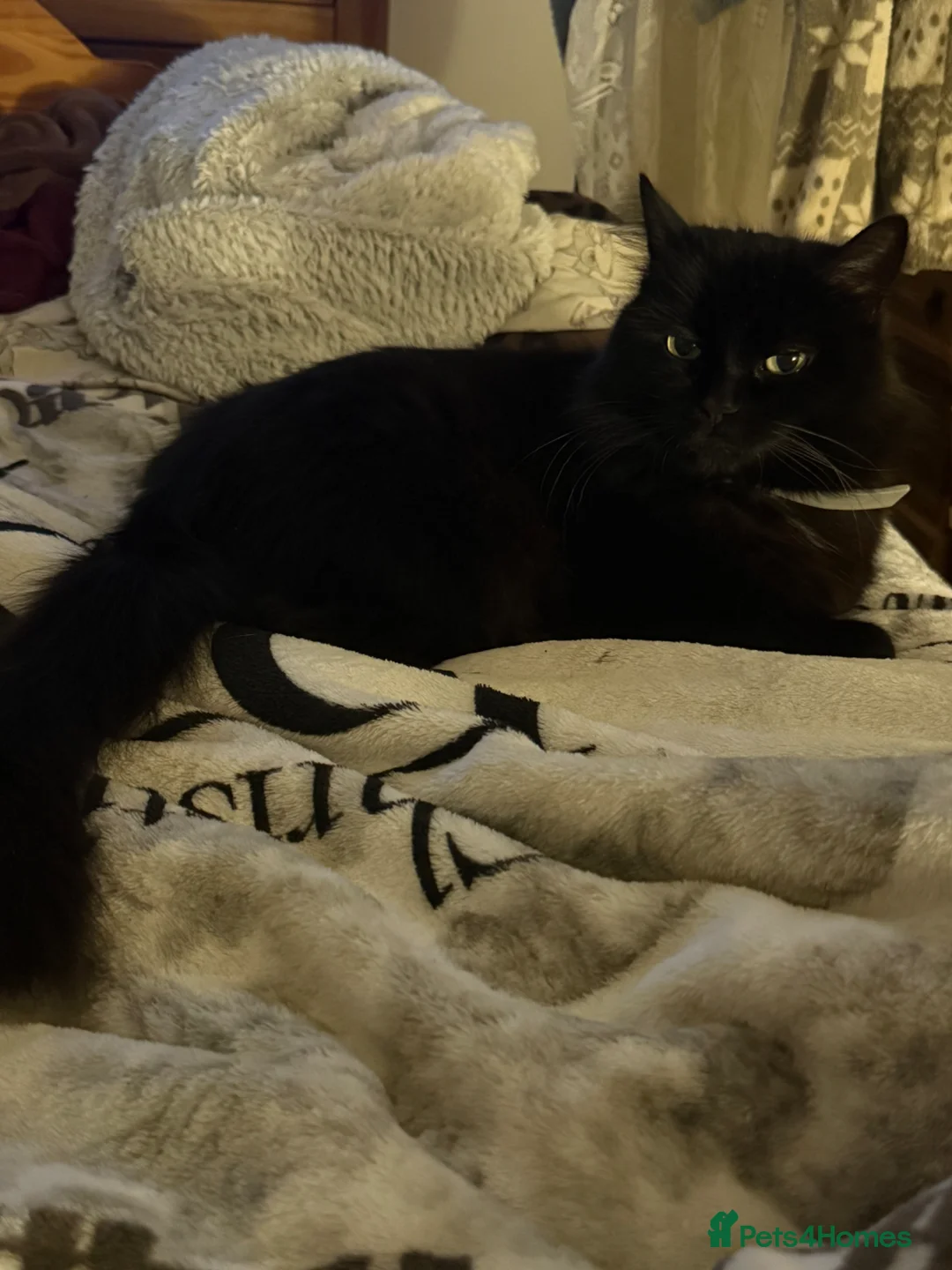 Mixed Breed cats for sale: Kitten for sale 2 females  in Lowestoft - Advert 1