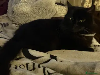 Mixed Breed cats Kitten for sale 2 females - Advert 1