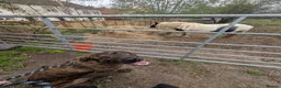 Mixed Breed dogs for sale: 1 year old Baz MALE - Advert 10