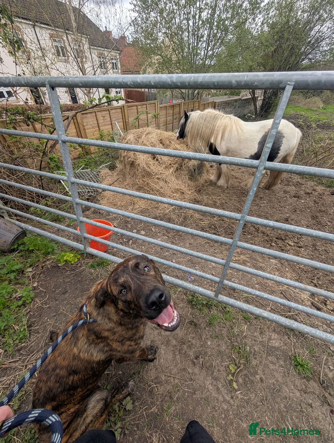 Mixed Breed dogs for sale: 1 year old Baz MALE - Advert 10