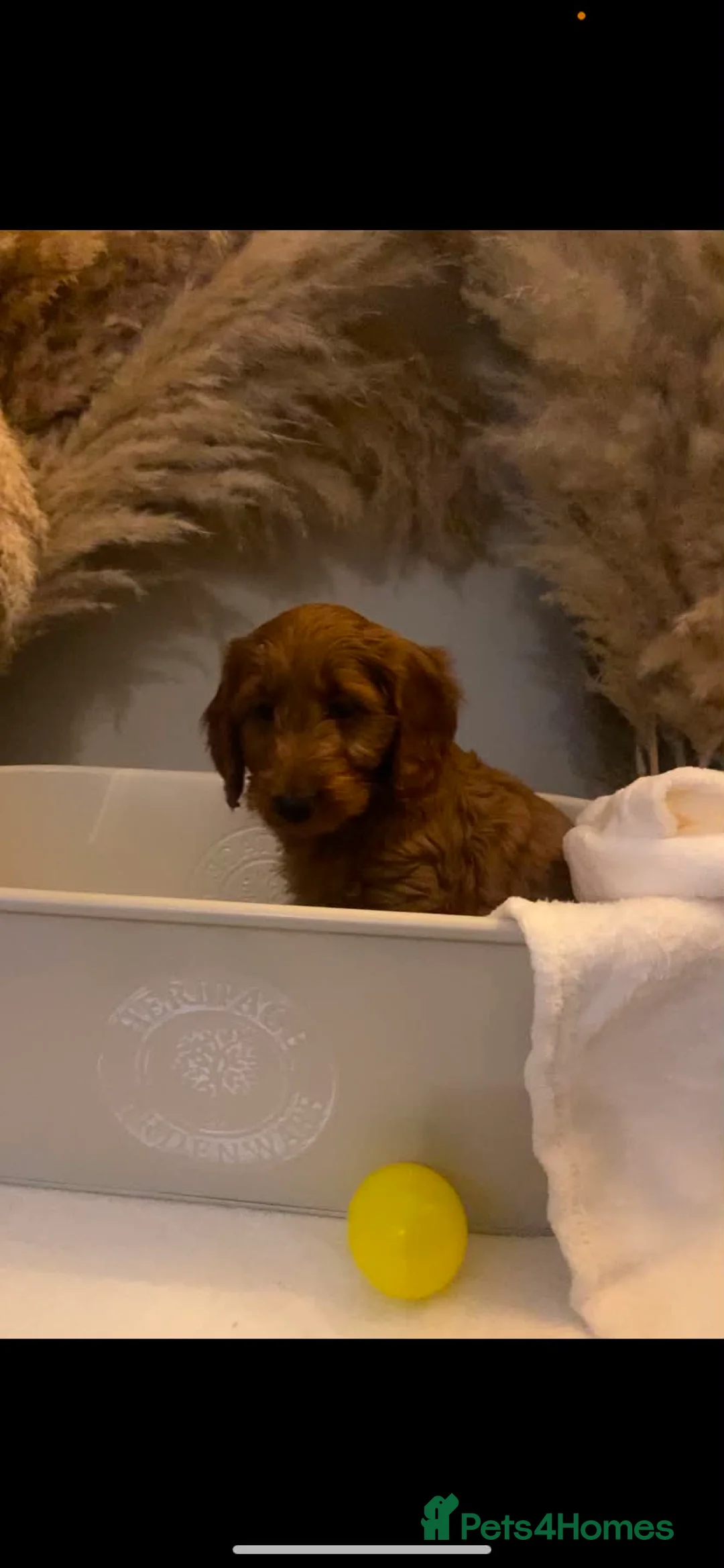 Cockapoo dogs for sale: F1b Cockapoo - Advert 2
