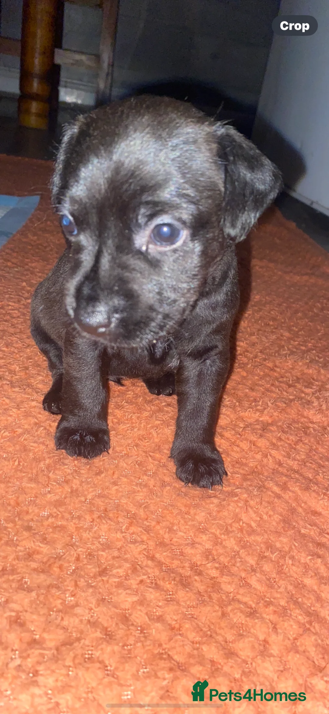 Patterdale Terrier dogs for sale: **Patterdale pups READY NOW** - Advert 7