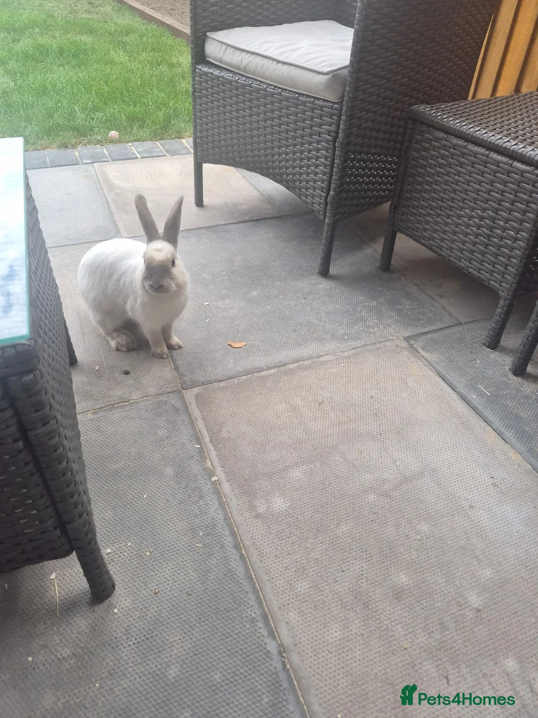 Mixed Breed rabbits for sale: Male rabbit  in Chorley - Advert 2