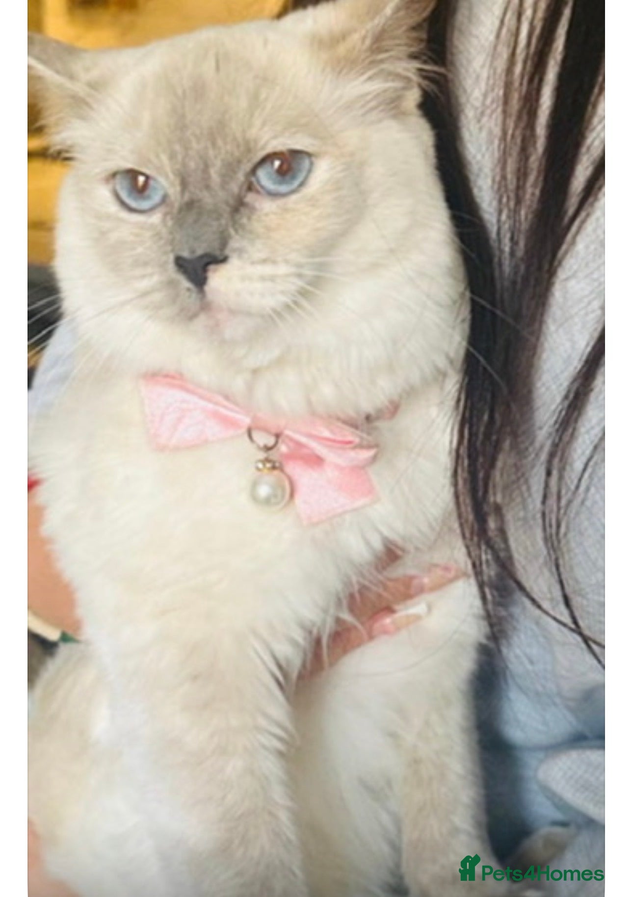 Ragdoll cats Ragdoll kittens  - Advert 2