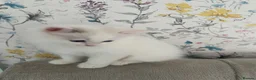 Ragdoll cats for sale: Family raised GCCF ragdoll kittens  - Advert 13