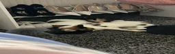 Mixed Breed cats for sale: Babies looking for lifetime homes  in Birmingham - Advert 9