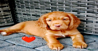 Cocker Spaniel dogs - Advert 2