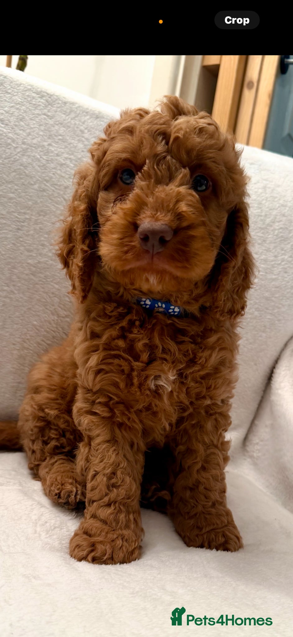 Cockapoo dogs Exceptional fb1 cockerpoos - Advert 7