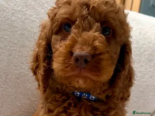 Cockapoo dogs Exceptional fb1 cockerpoos - Advert 7