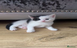 Mixed Breed cats for sale: Beautiful kittens  - Image 2