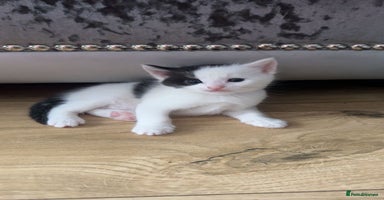 Mixed Breed cats - Advert 5