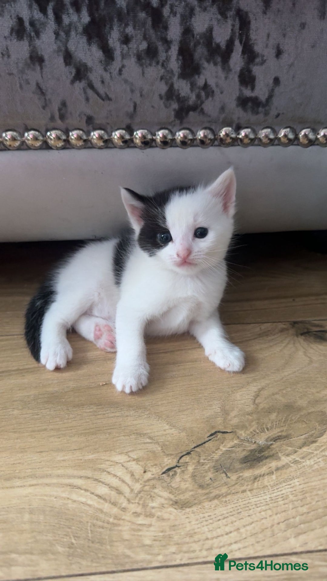 Mixed Breed cats for sale: Beautiful kittens  - Image 2