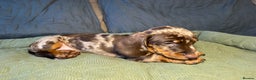 Miniature Dachshund dogs for sale: KC reg miniature dachshund puppies 4 girls 4 boys - Advert 21