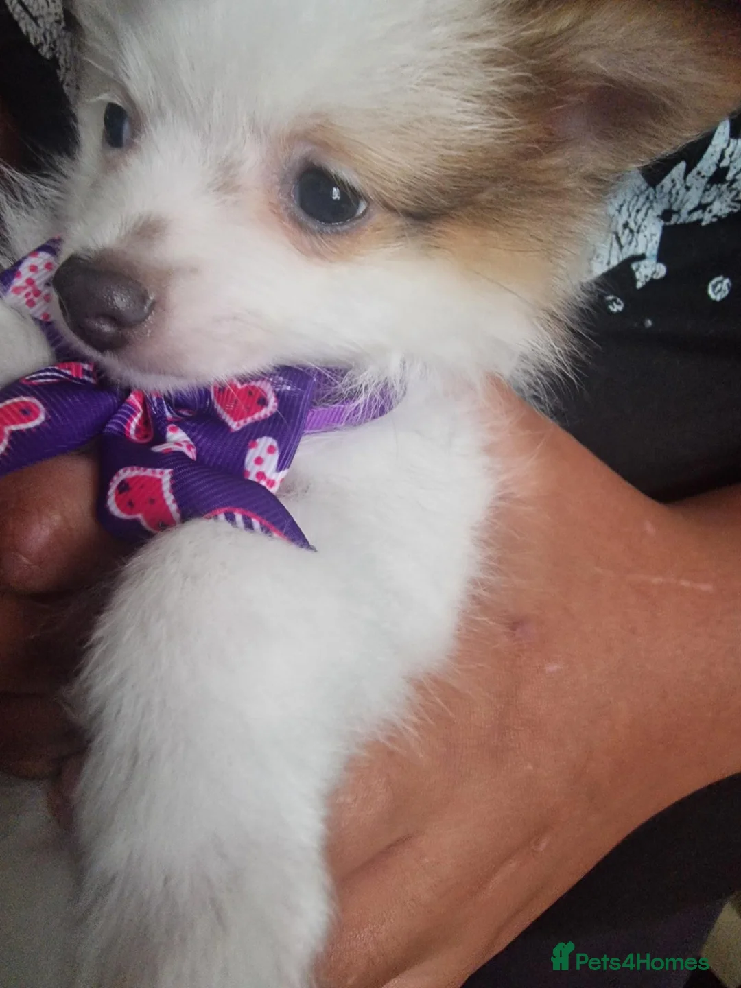 Pomeranian dogs for sale: Pomeranian Purebred(small breed) - Advert 16