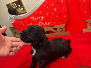 Cocker Spaniel dogs 1 working Cocker bitch - Advert 13