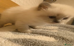 Ragdoll cats for sale: Adorable, fluffy, blue eyed kittens for sale  - Image 2