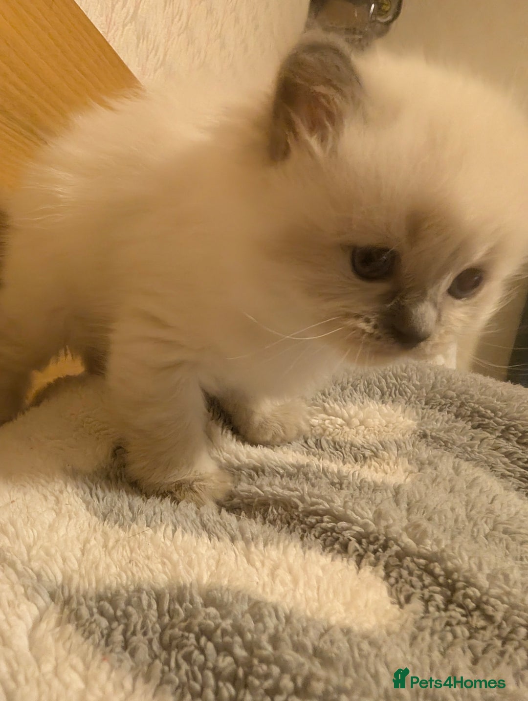 Ragdoll cats for sale: Adorable, fluffy, blue eyed kittens for sale  - Image 2