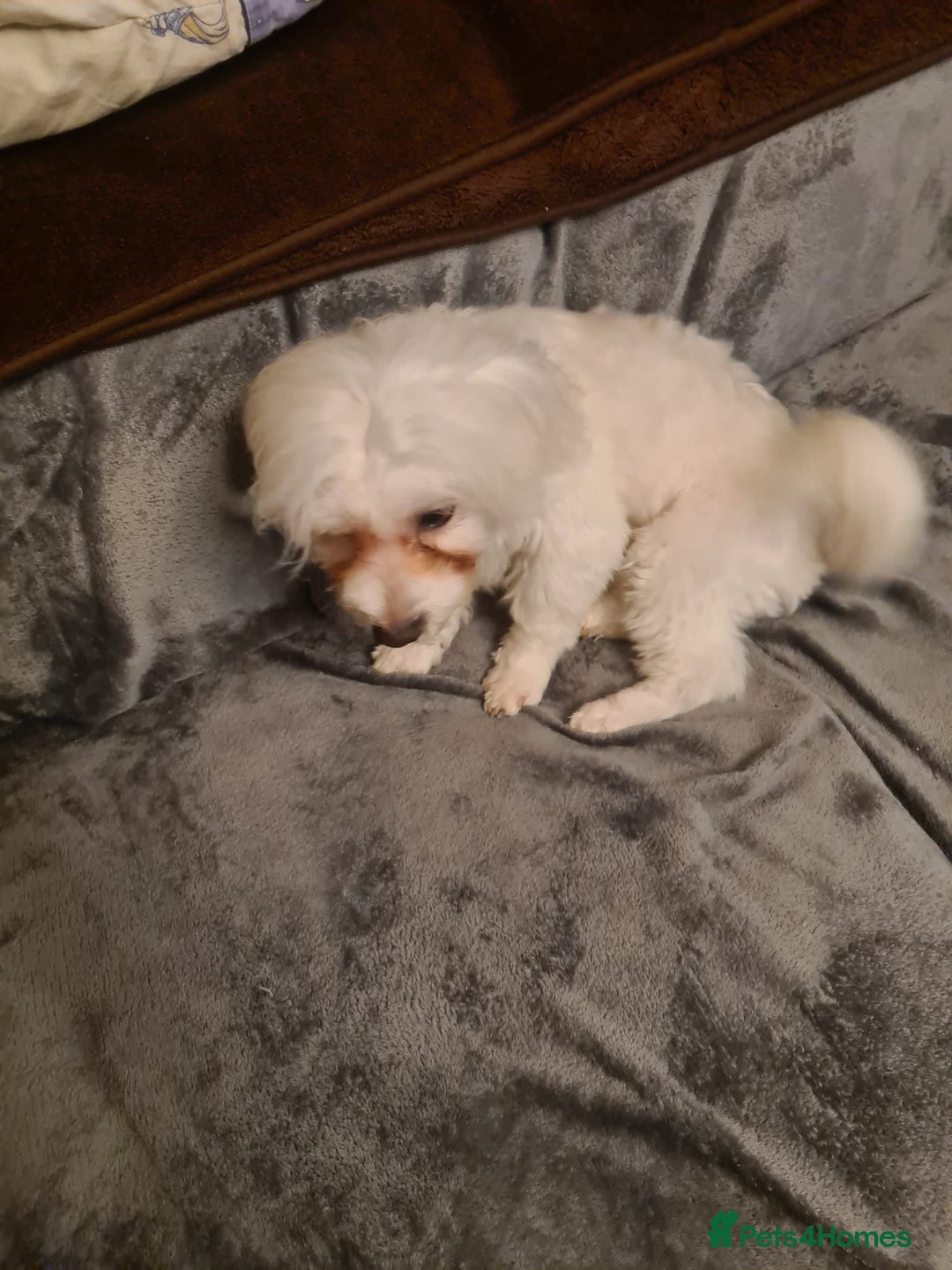 Maltese dogs for sale: Maltese Male 16 month old - Advert 14