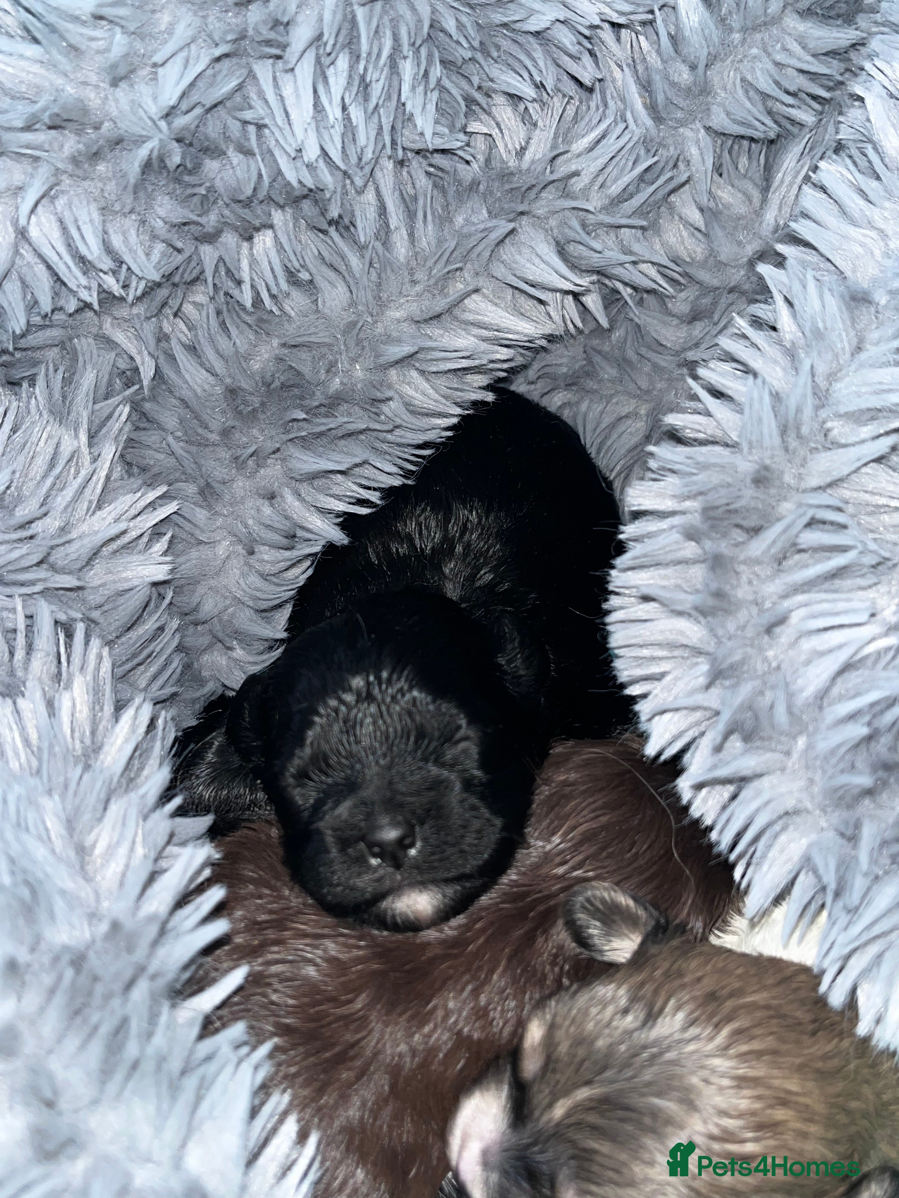 Shihpoo dogs Toy Shihpoo puppies  - Advert 1