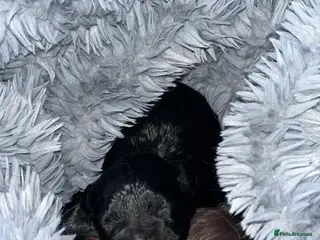 Shihpoo dogs Toy Shihpoo puppies - Advert 1