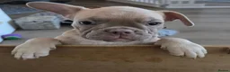 Frug dogs for sale:  Stunning Frug puppies  - Advert 26