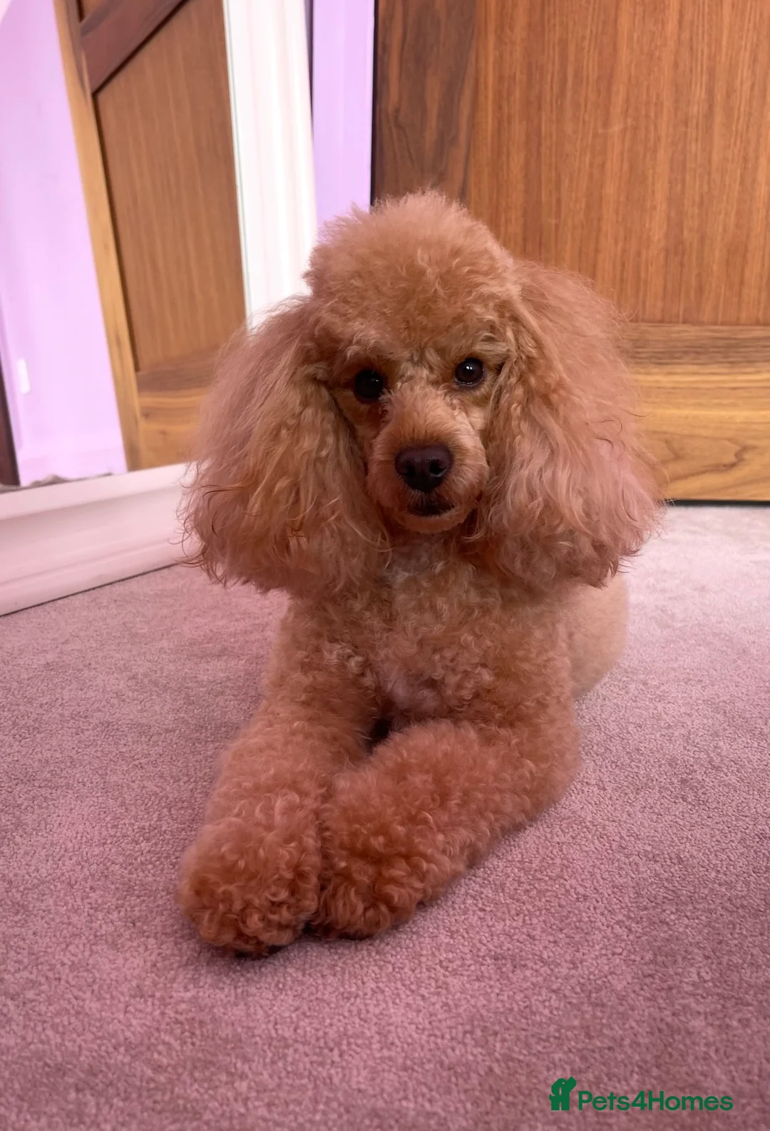 Maltipoo dogs for sale: Exceptional Petite Korean Maltipoo Puppies - Advert 2