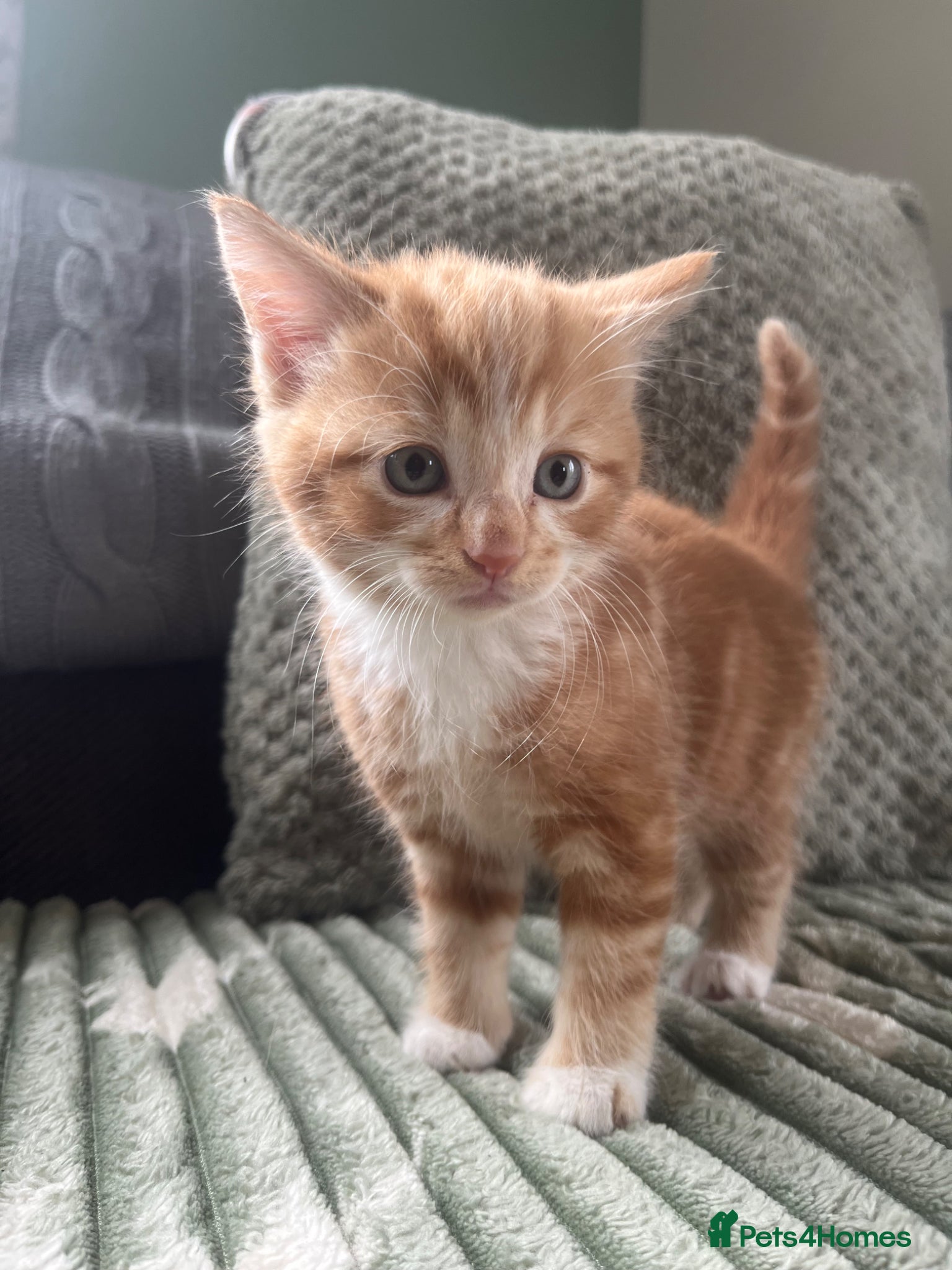 Mixed Breed cats Henry, the last stunning ginger kitten  - Advert 5