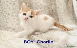 British Shorthair cats for sale: ☆AVAILABLE NOW☆ 5 half/British Shorthair kittens - Image 7