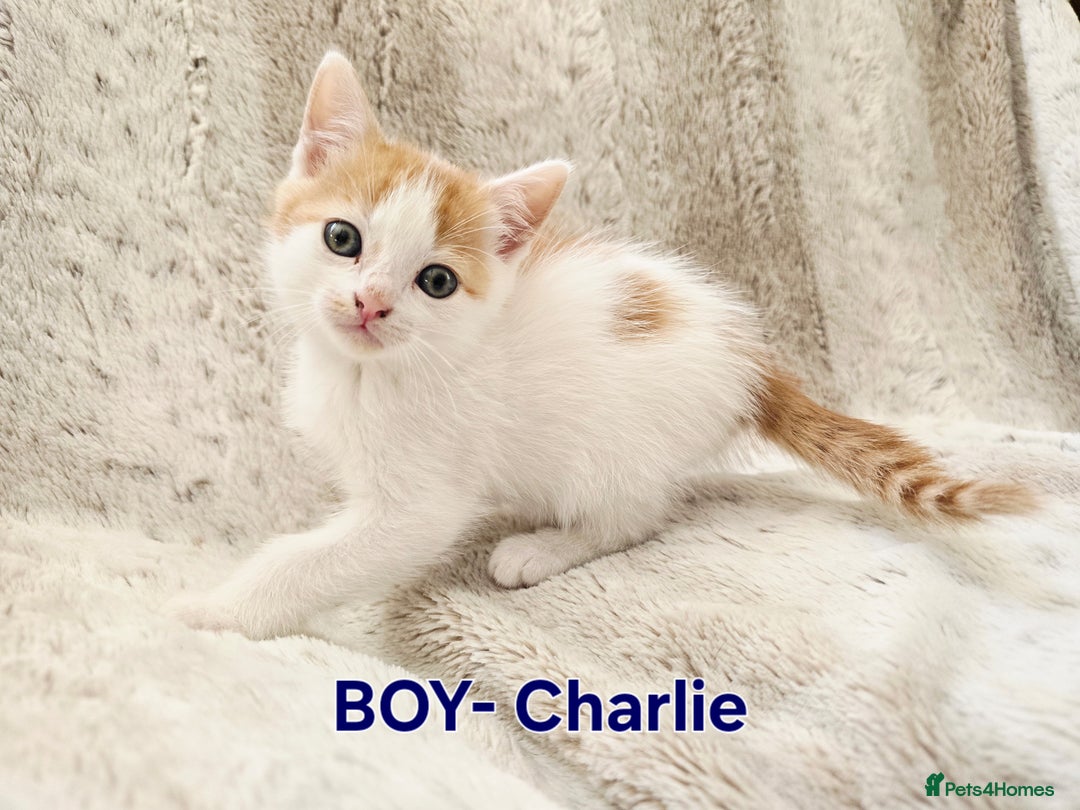 British Shorthair cats for sale: ☆AVAILABLE NOW☆ 5 half/British Shorthair kittens - Image 7