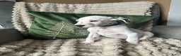 Dalmatian dogs for sale: PEDIGREE Dalmatian Puppies ready NOW - Advert 19