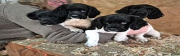 English Springer Spaniel dogs for sale: KC Registered Springer Spaniel Puppies  - Advert 1
