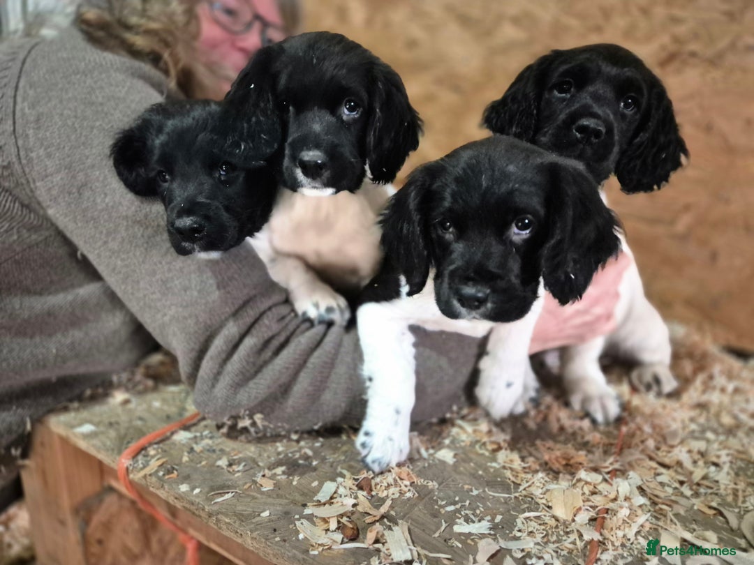 English Springer Spaniel dogs for sale: KC Registered Springer Spaniel Puppies  - Advert 1