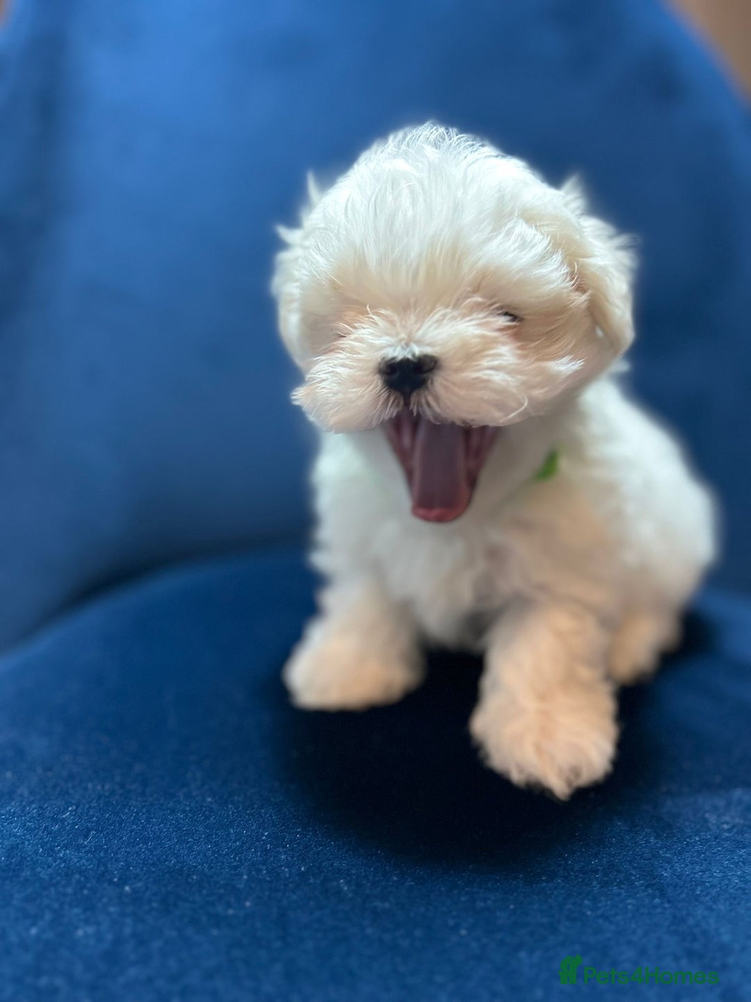 Maltese dogs for sale: Korean Maltese - 2 boys available  - Advert 2