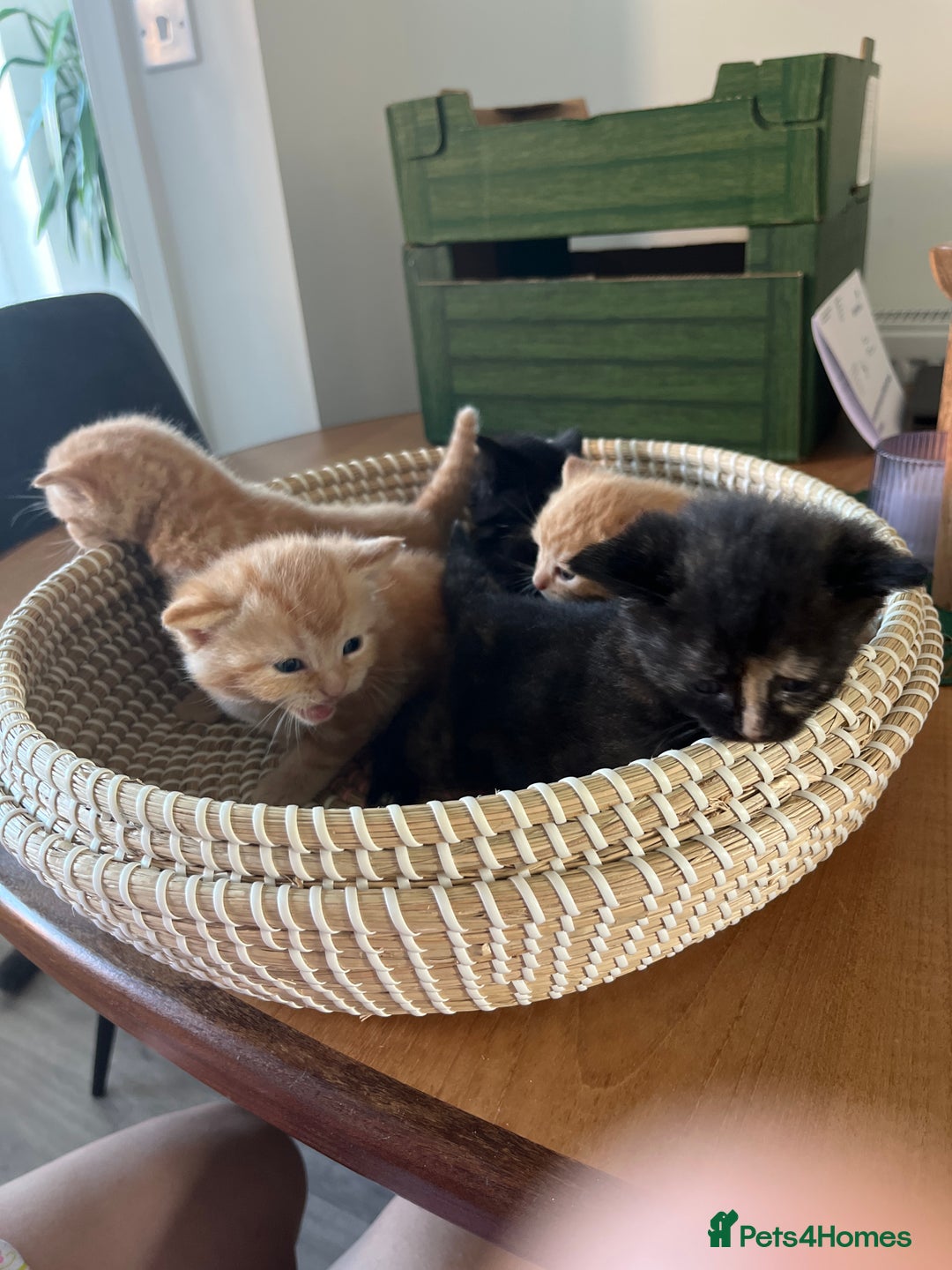 Scottish Fold cats for sale: Scottish fold X kittens for sale - Image 1