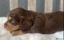 Miniature Dachshund dogs for sale: Beautiful Miniature Dachshunds Dapple Choc & cream - Image 6