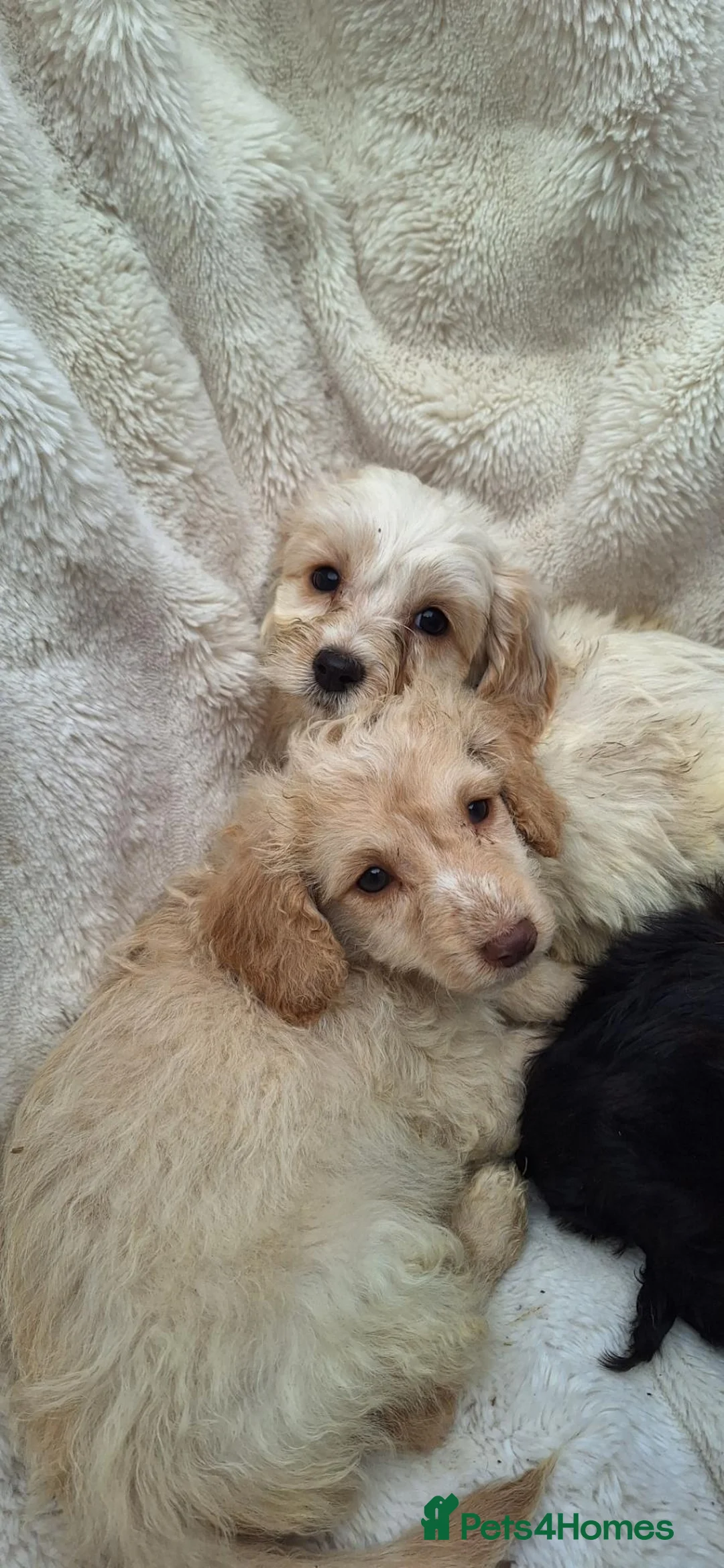 Cockapoo dogs for sale: 8 beautiful cockapoo pups  - Advert 31