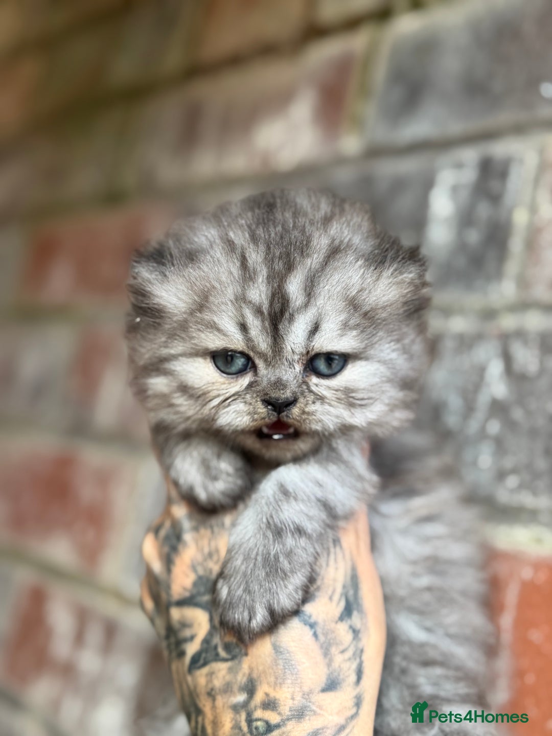 Persian cats for sale: Chinchilla Persians  - Advert 2