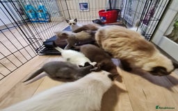 Ragdoll cats for sale: Ragdoll cross siamese kittens  - Image 6