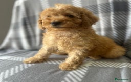 Poodle dogs for sale: Red small miniature poodle mum is tiny one 💙left - Image 15