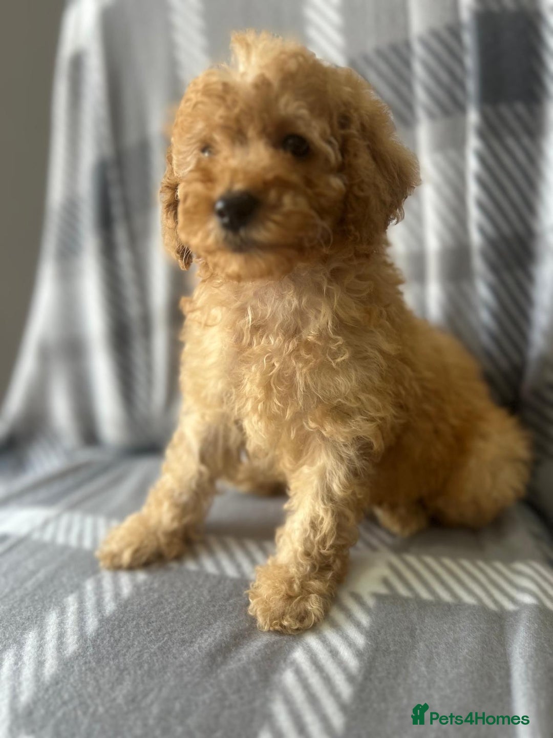 Poodle dogs for sale: Red small miniature poodle mum is tiny one 💙left - Image 15