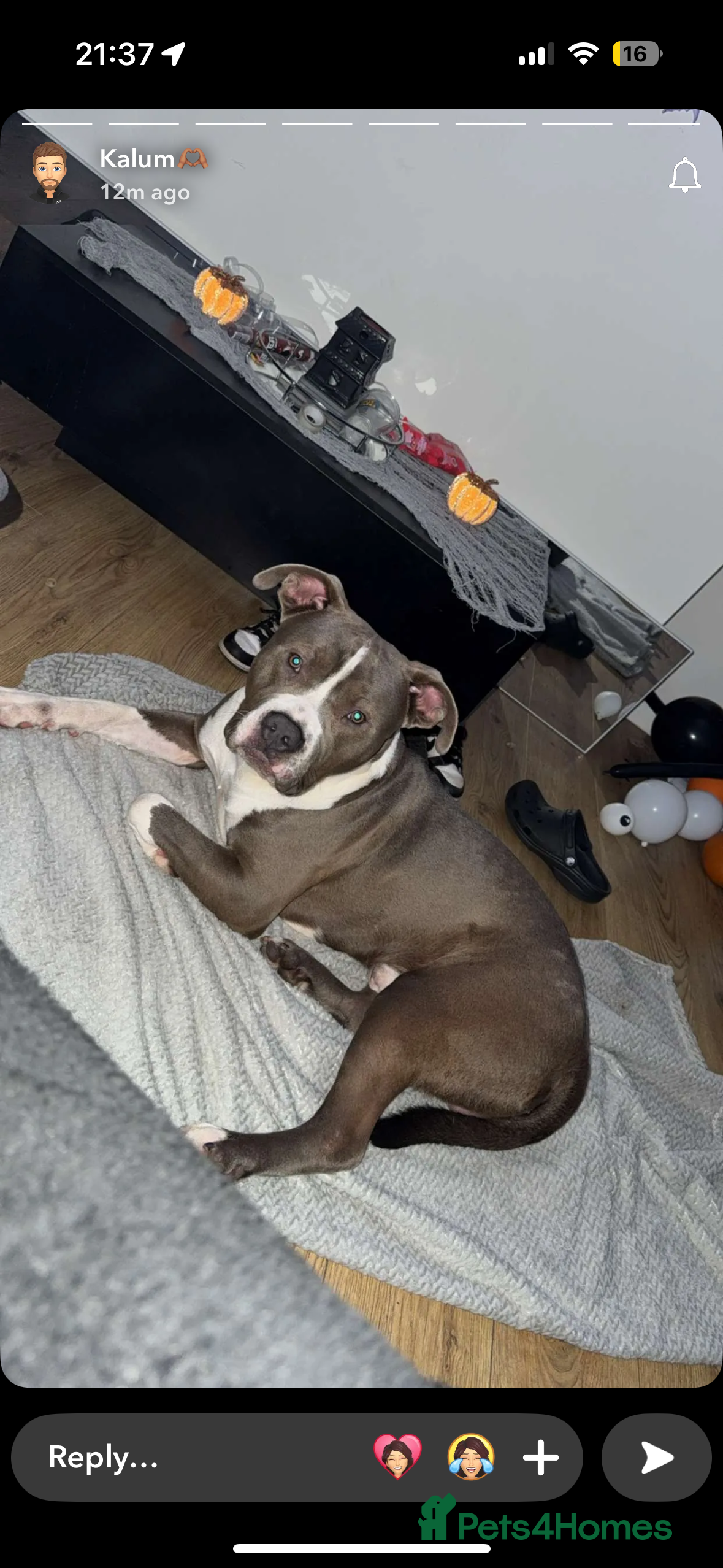 Mixed Breed dogs American bulldog x staffy  - Advert 4