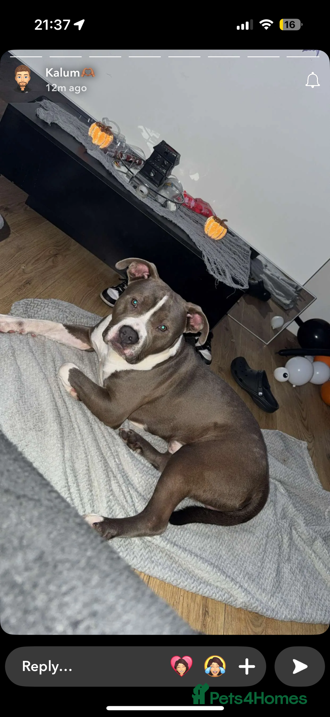 Mixed Breed dogs for sale: American bulldog x staffy  - Image 1